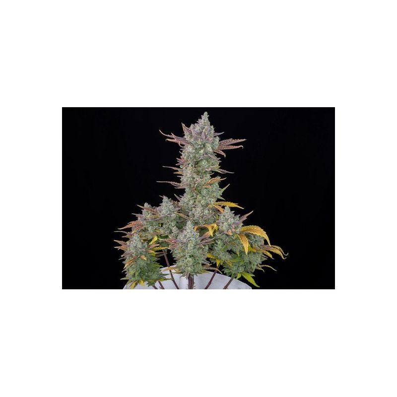 Gorilla Cookies Auto, Фасовка: 1, изображение 3